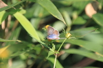 蝴蝶