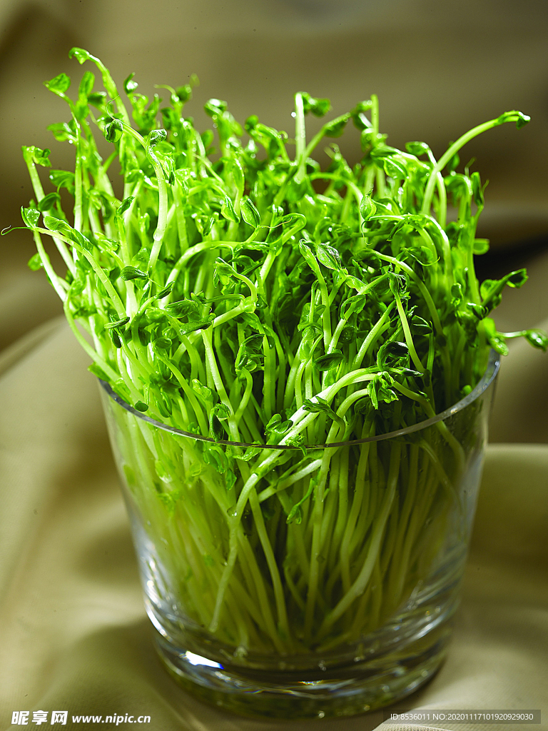 浙菜豌豆苗