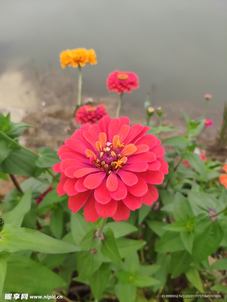 百日菊
