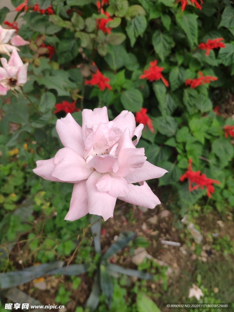 月季花
