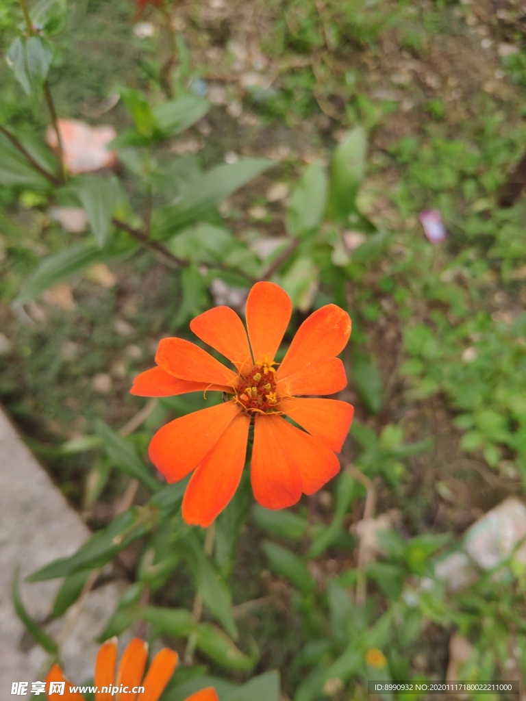 百日菊