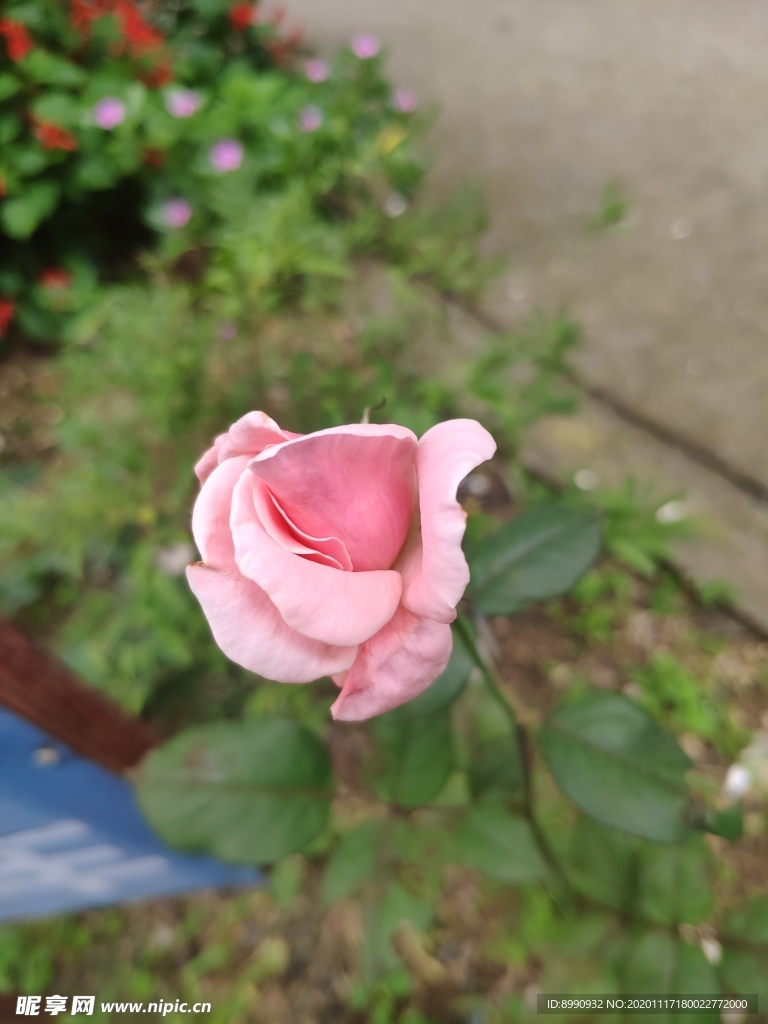 月季花