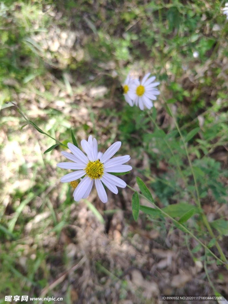 马兰花