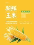 玉米海报