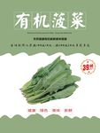 菠菜海报