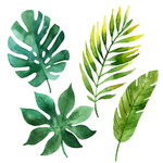 热带植物