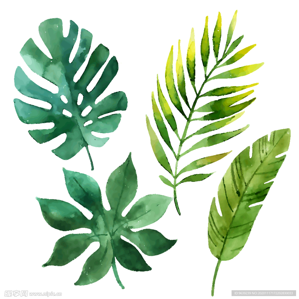 热带植物