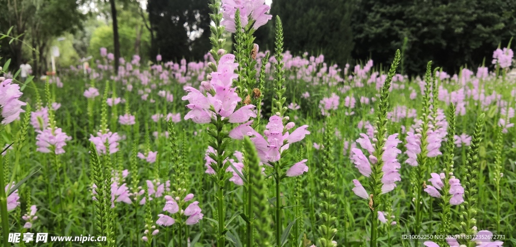 花