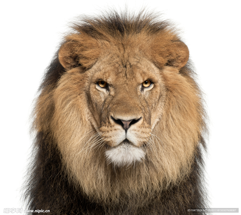 狮子壁纸【79】狮子壁纸图片_桌面壁纸图片_壁纸下载-元气壁纸