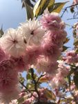 桃花 花 春天 红花