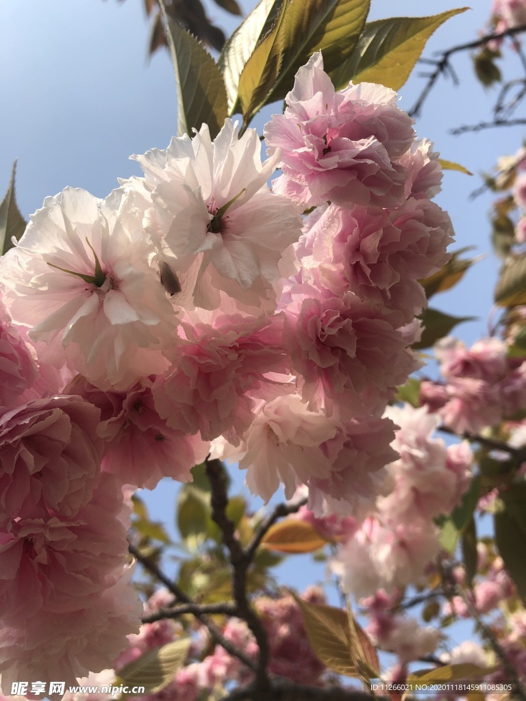 桃花 花 春天 红花