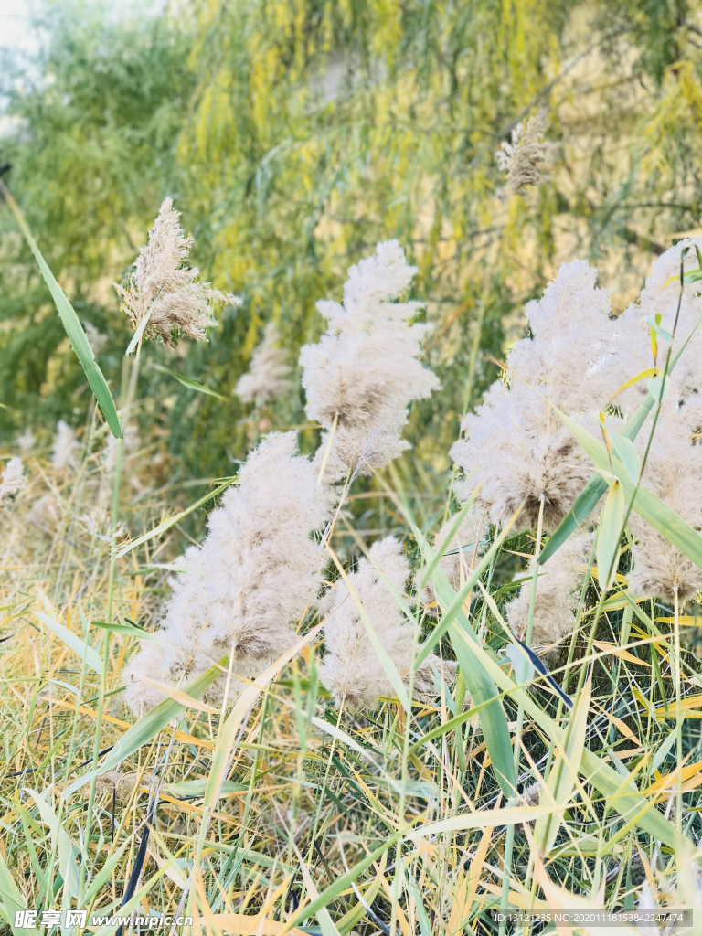 河边芦苇