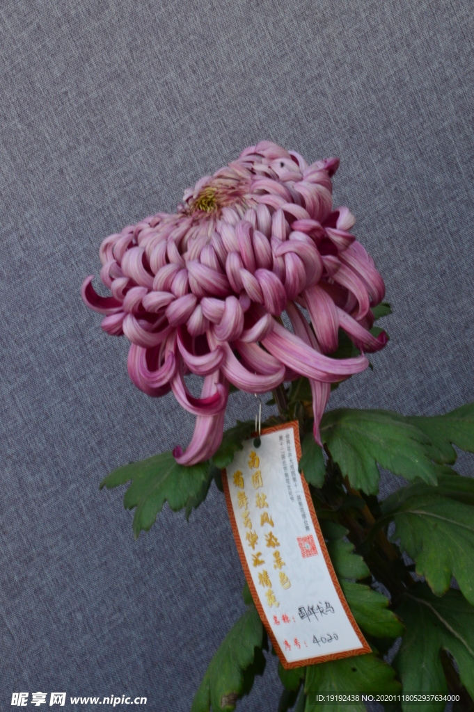 菊花