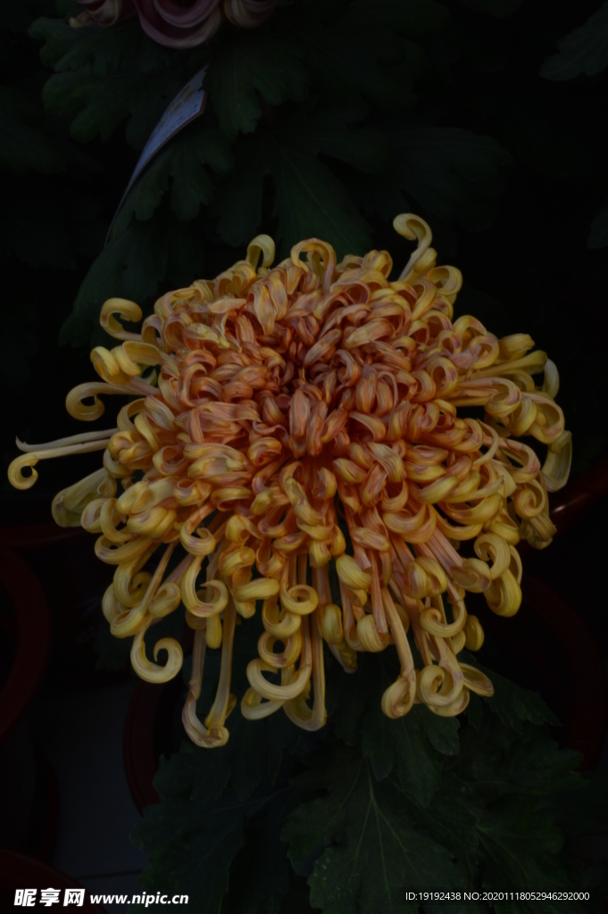 菊花