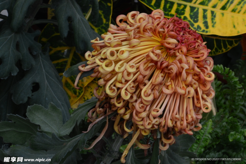 菊花