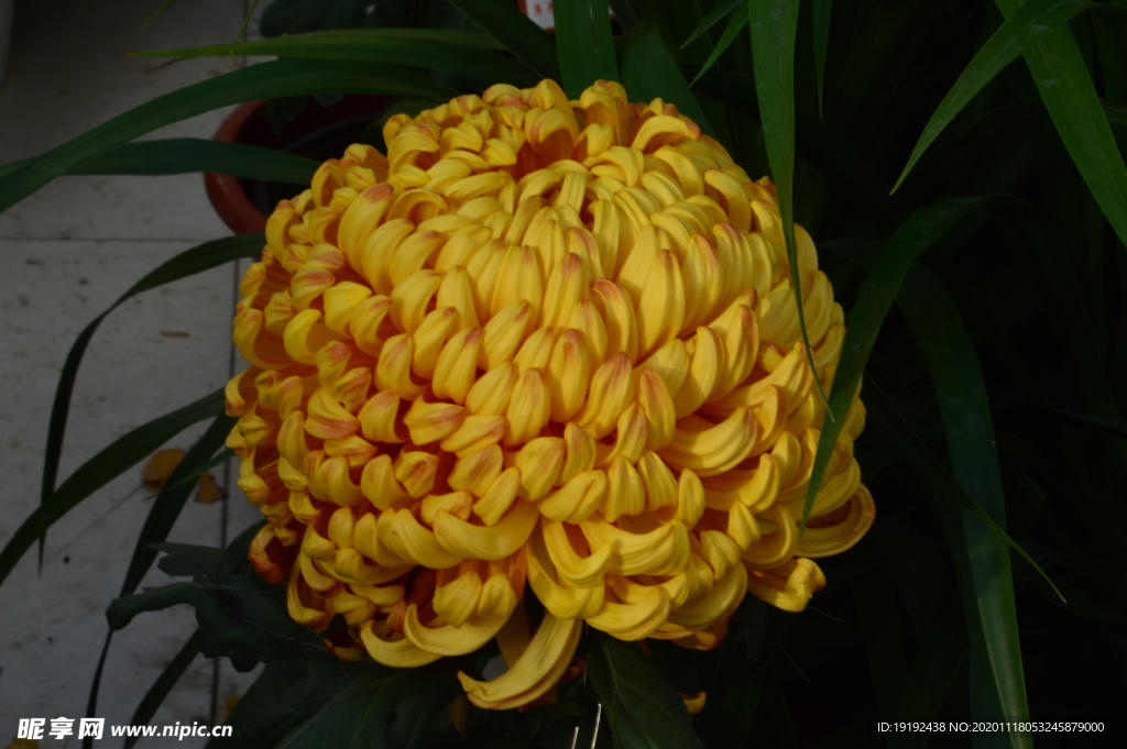 菊花
