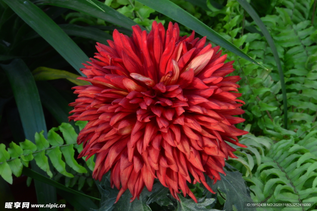 菊花