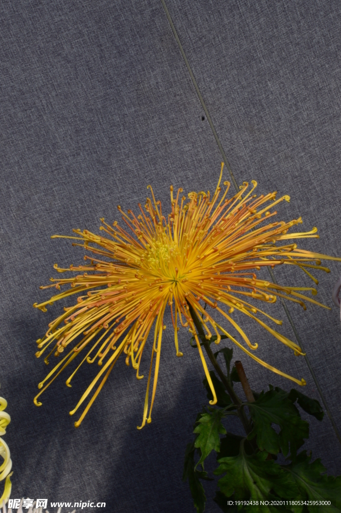 菊花