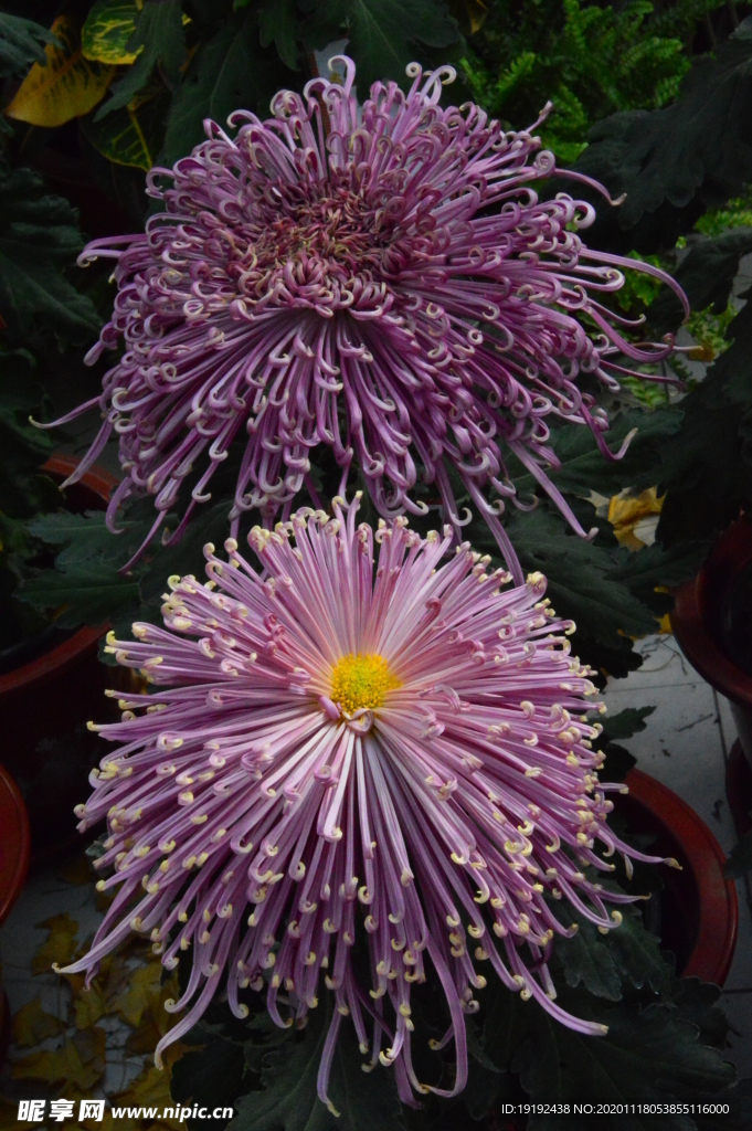 菊花