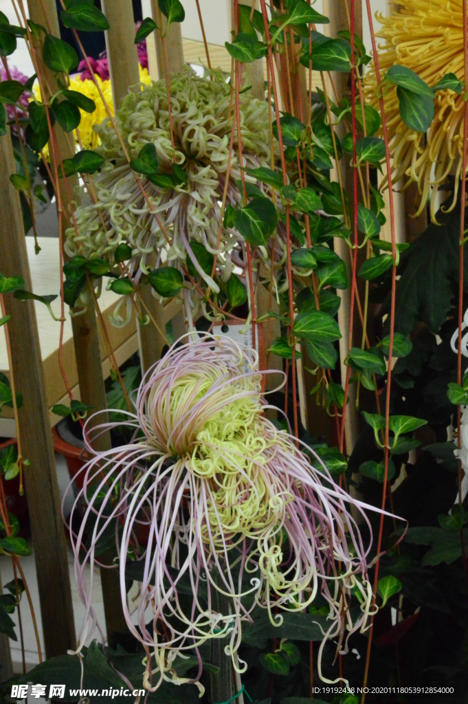 菊花