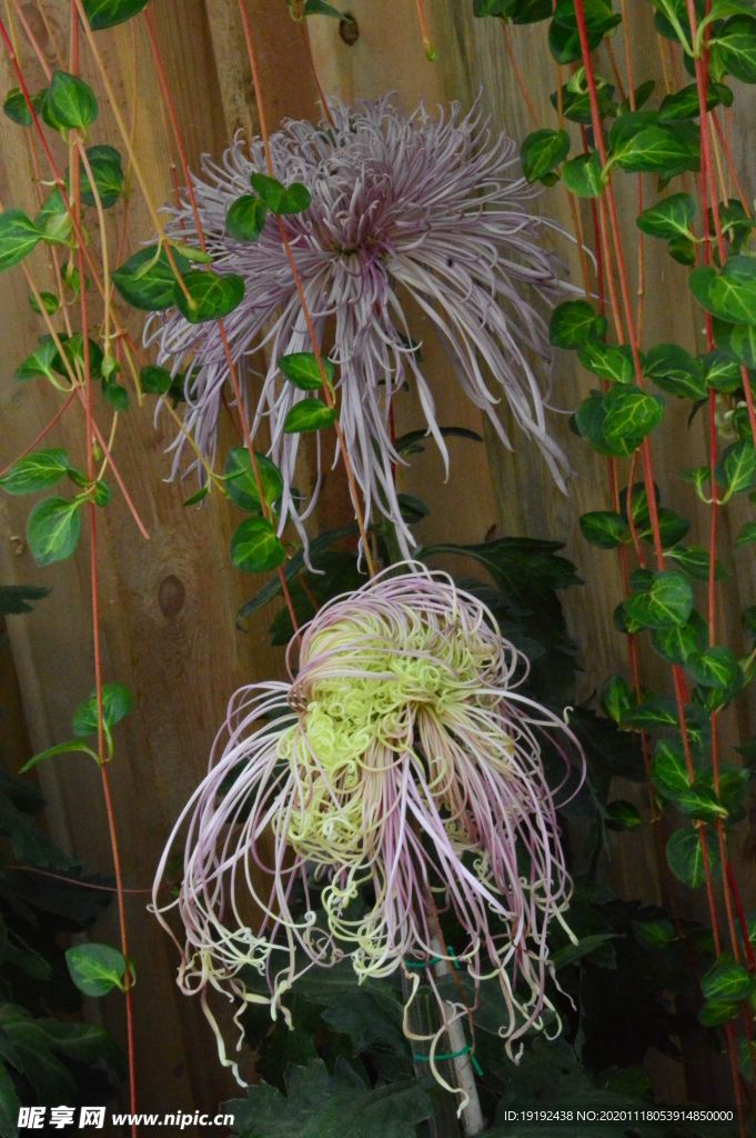 菊花