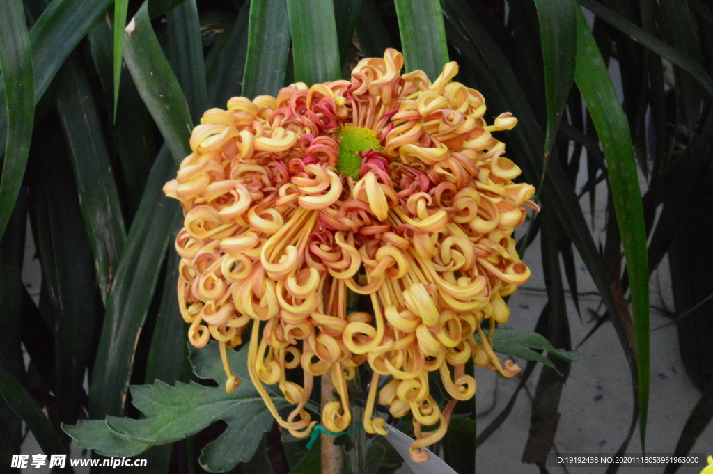 菊花