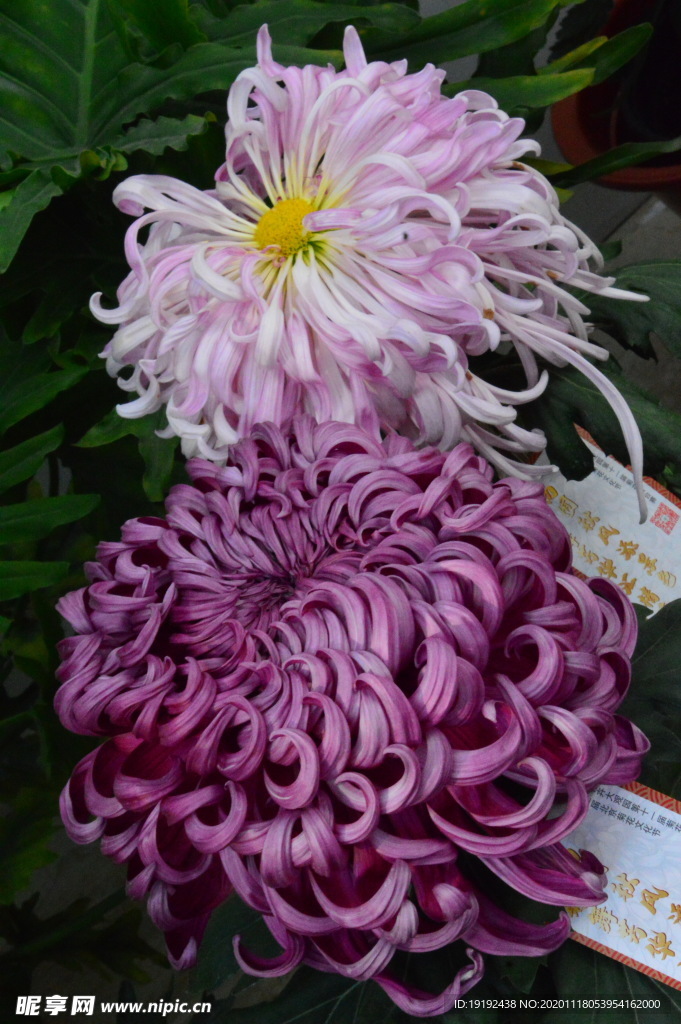菊花
