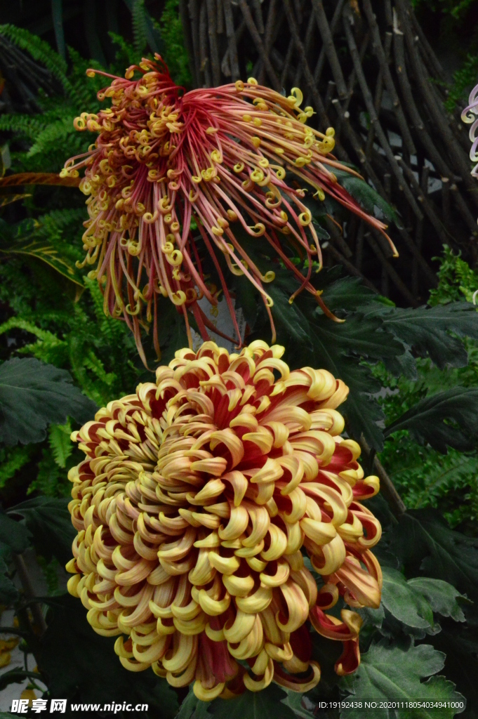 菊花