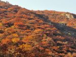 山景