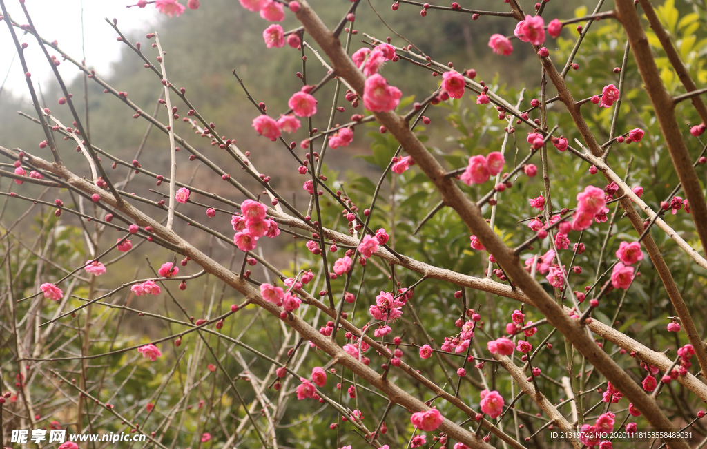 粉色梅花