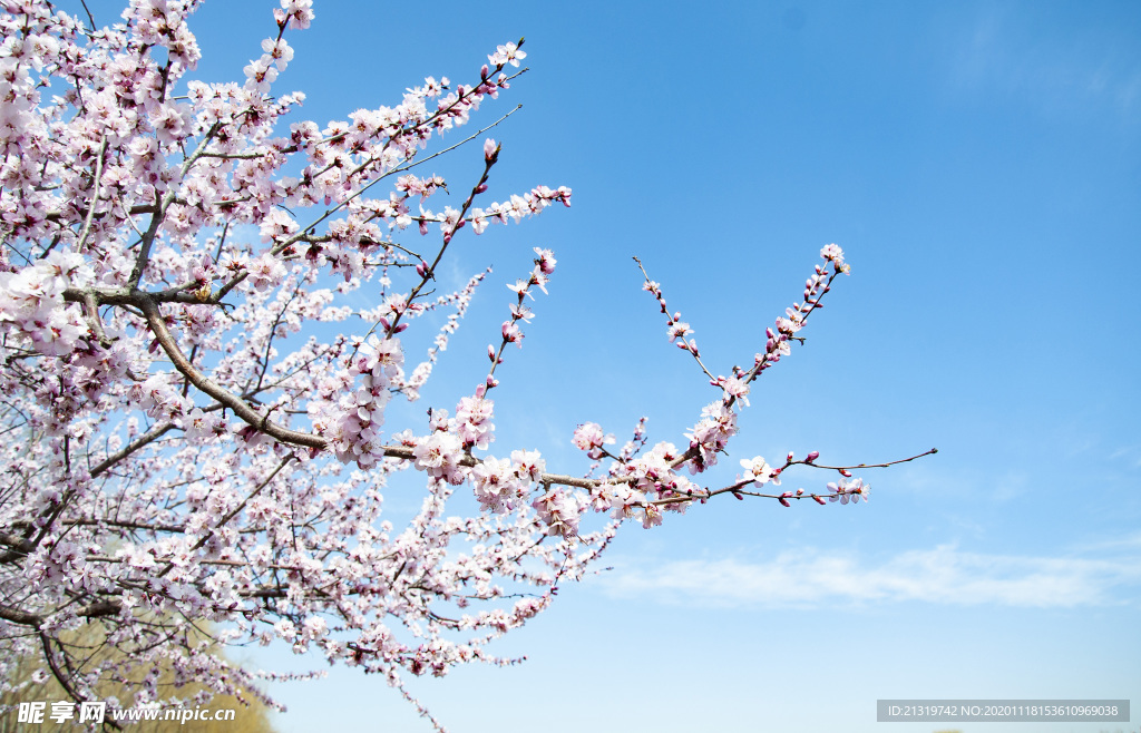 梅花