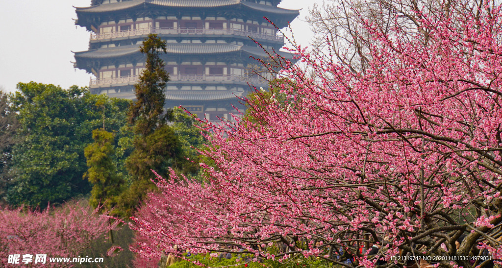 梅花景色