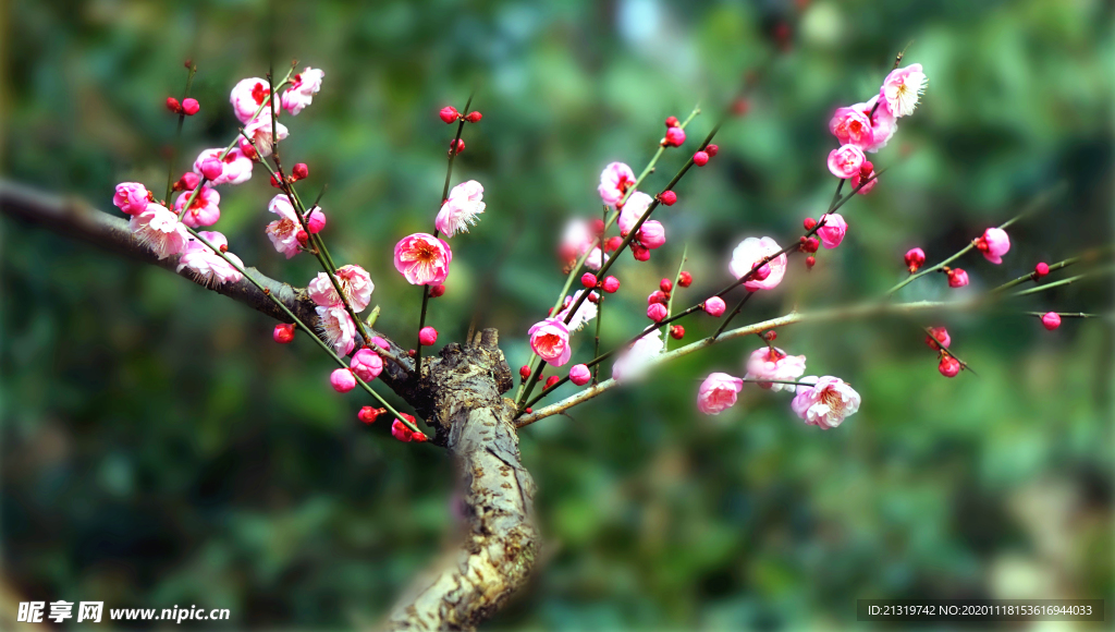 梅花