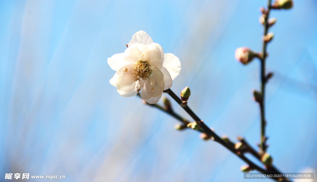 梅花