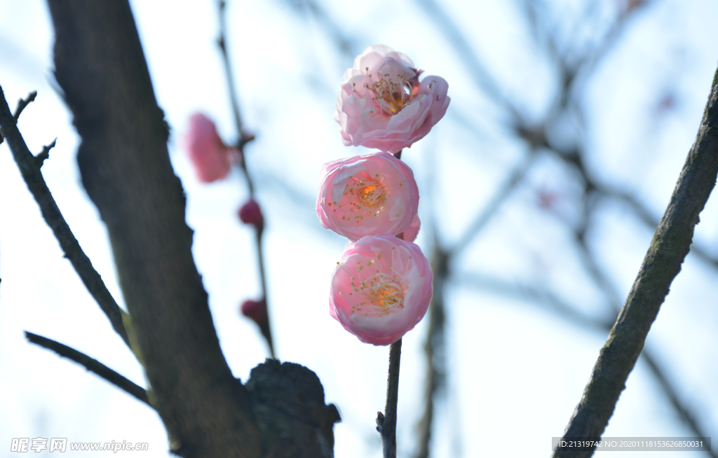 梅花特写