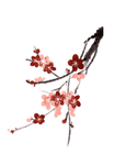 国画梅花