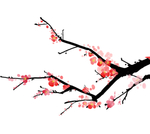 分层梅花