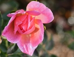 玫瑰花