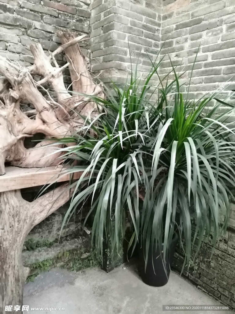 墙角的根雕与绿植