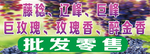 葡萄批发