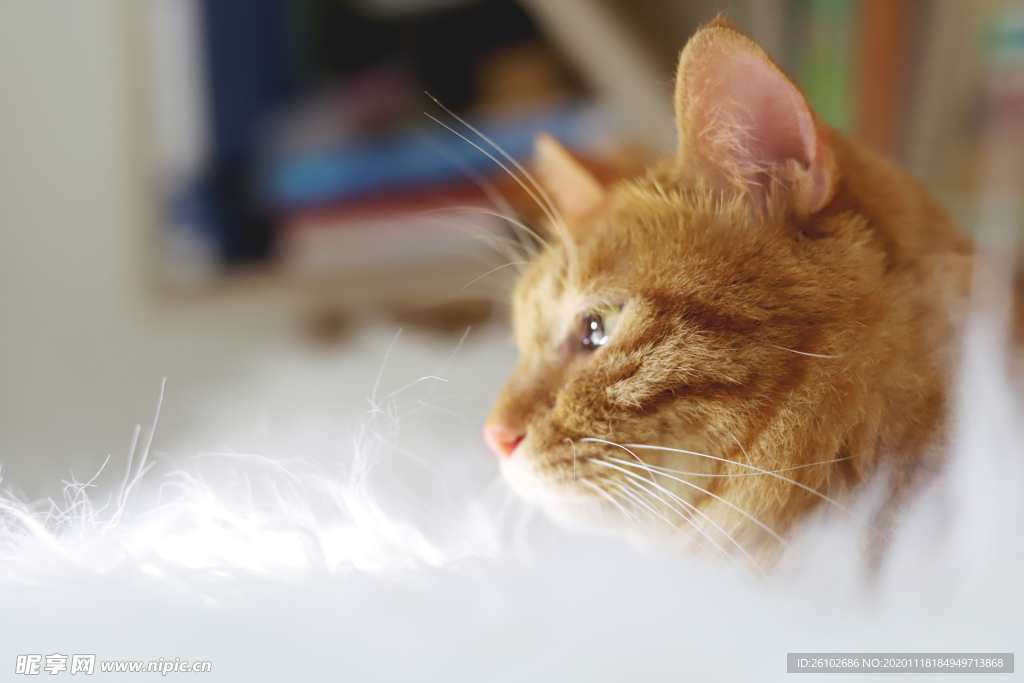 猫