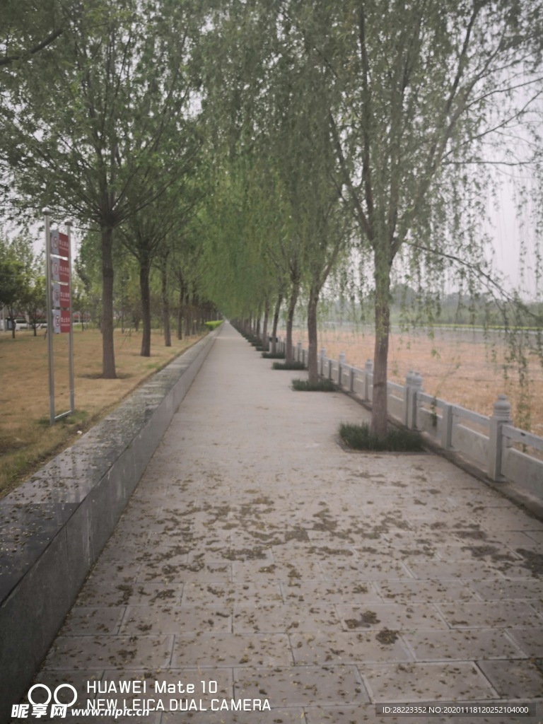 绿色植物 垂柳 林荫小道