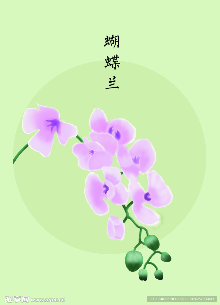 蝴蝶兰