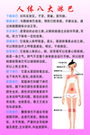 人体八大淋巴