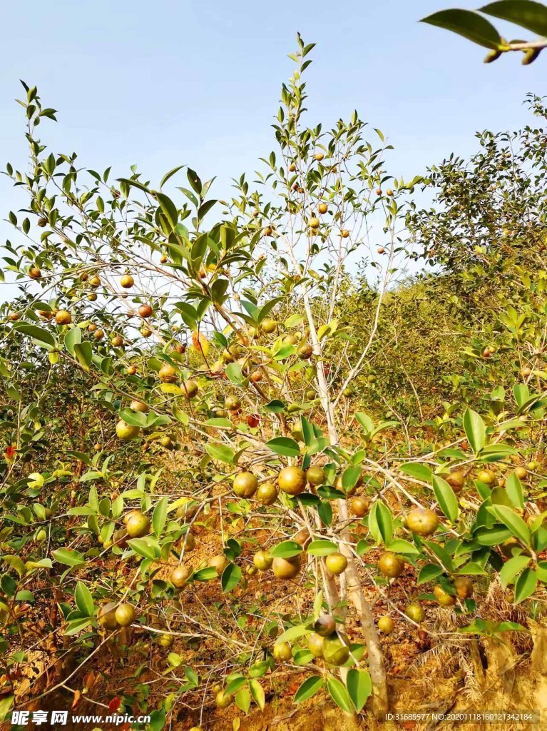 油茶树