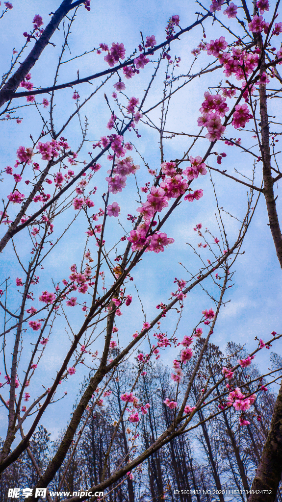 樱花