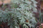 野草