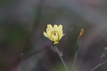 苦菜花图片