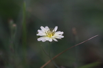苦菜花图片
