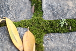 苔藓